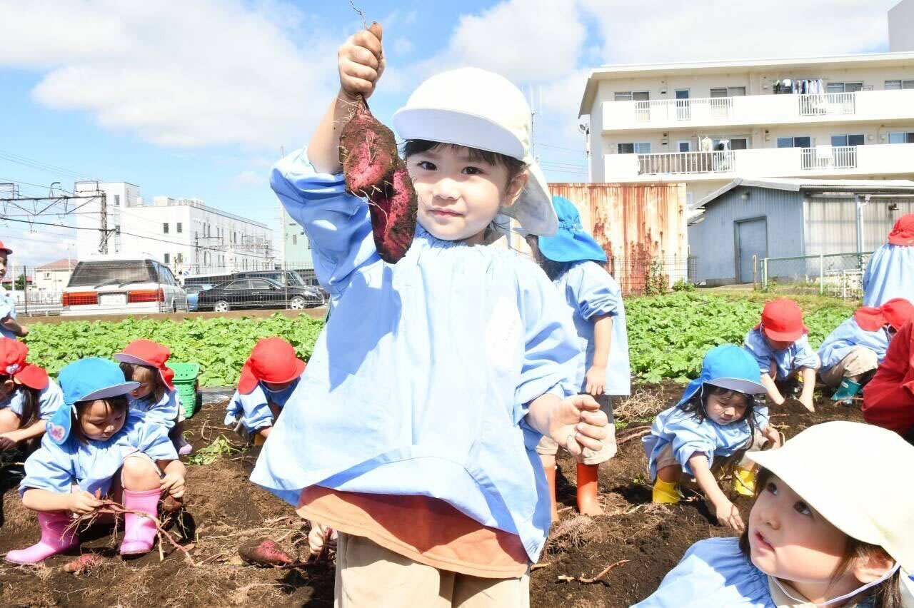 サツマイモ掘り